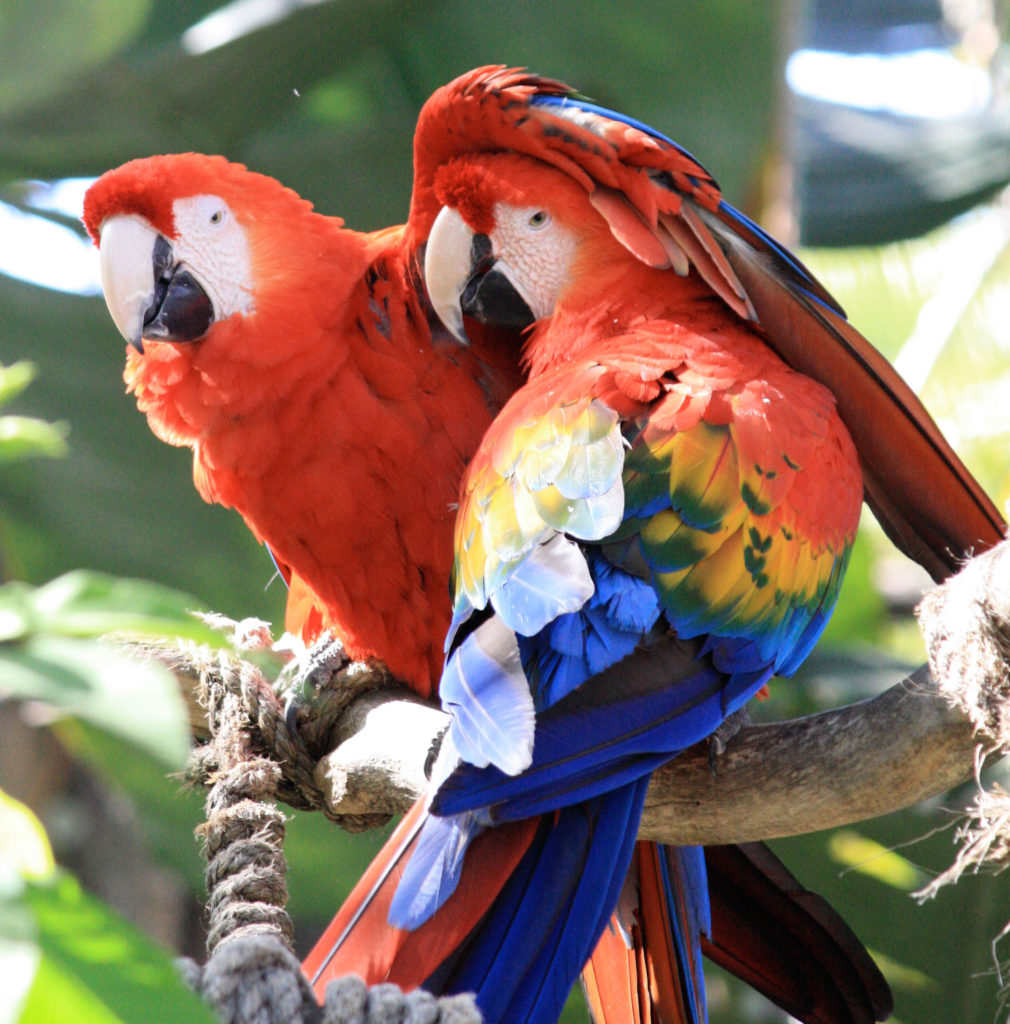 Matt's Photo of Parrots